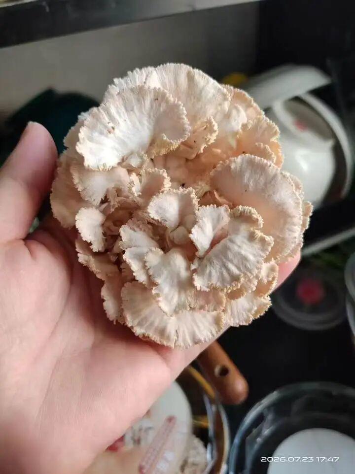 电车换电比车贵有解！Stellantis推出官方翻新高压电池：质保对标原厂件